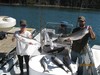 (09/12/2015) - Nice Striped Bass